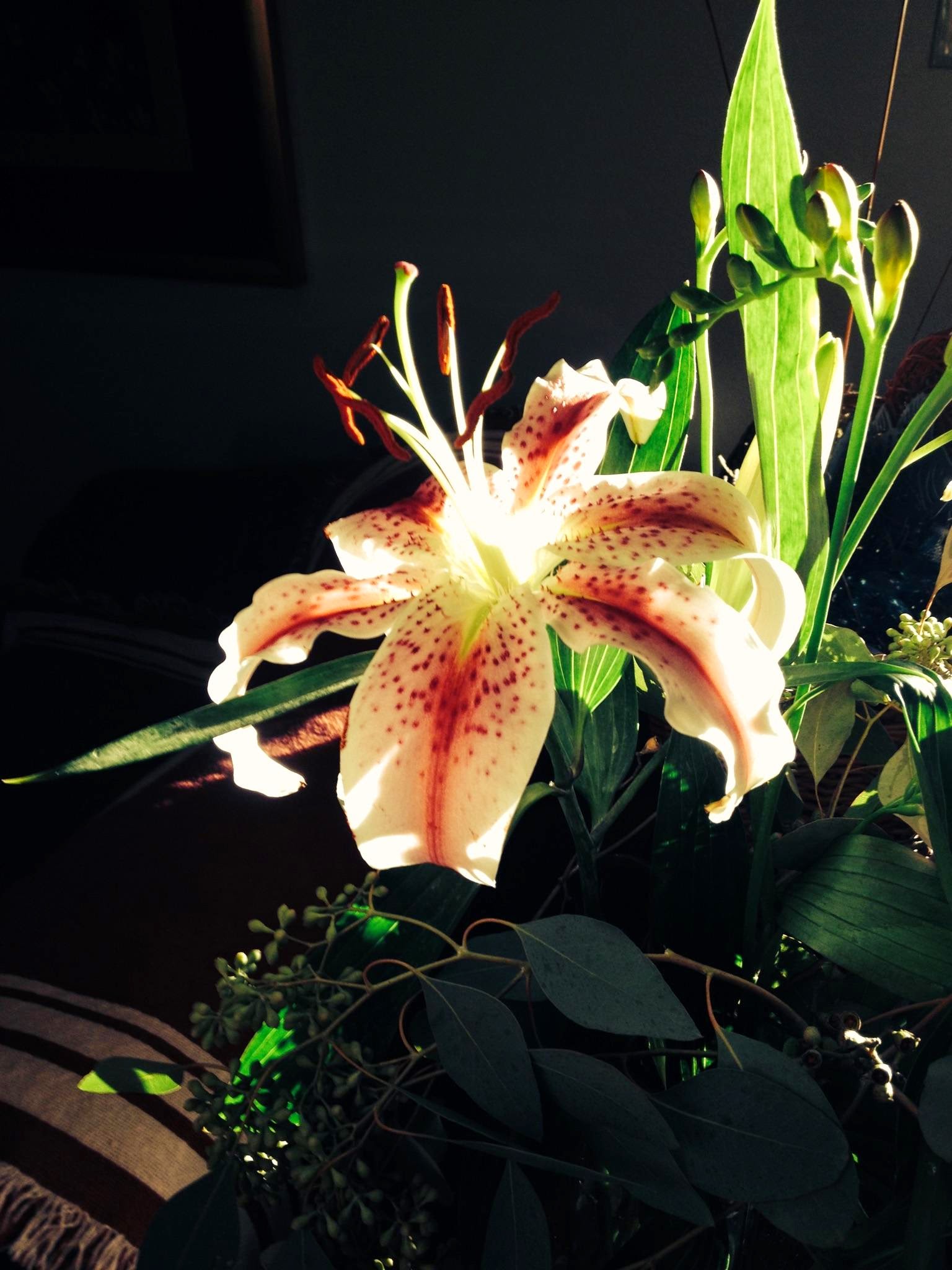 Peach Oriental Lily