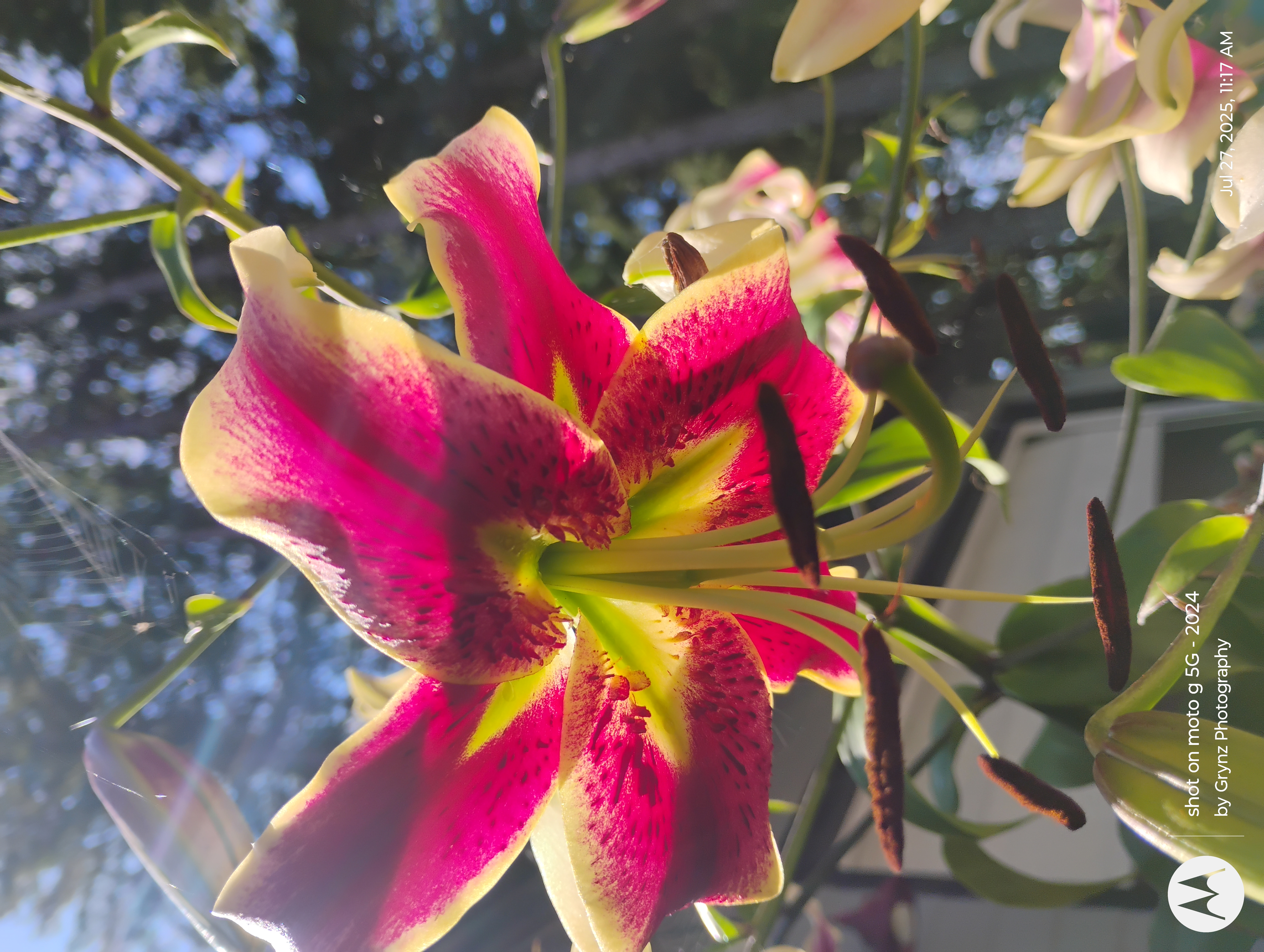 Stargazer in Sun