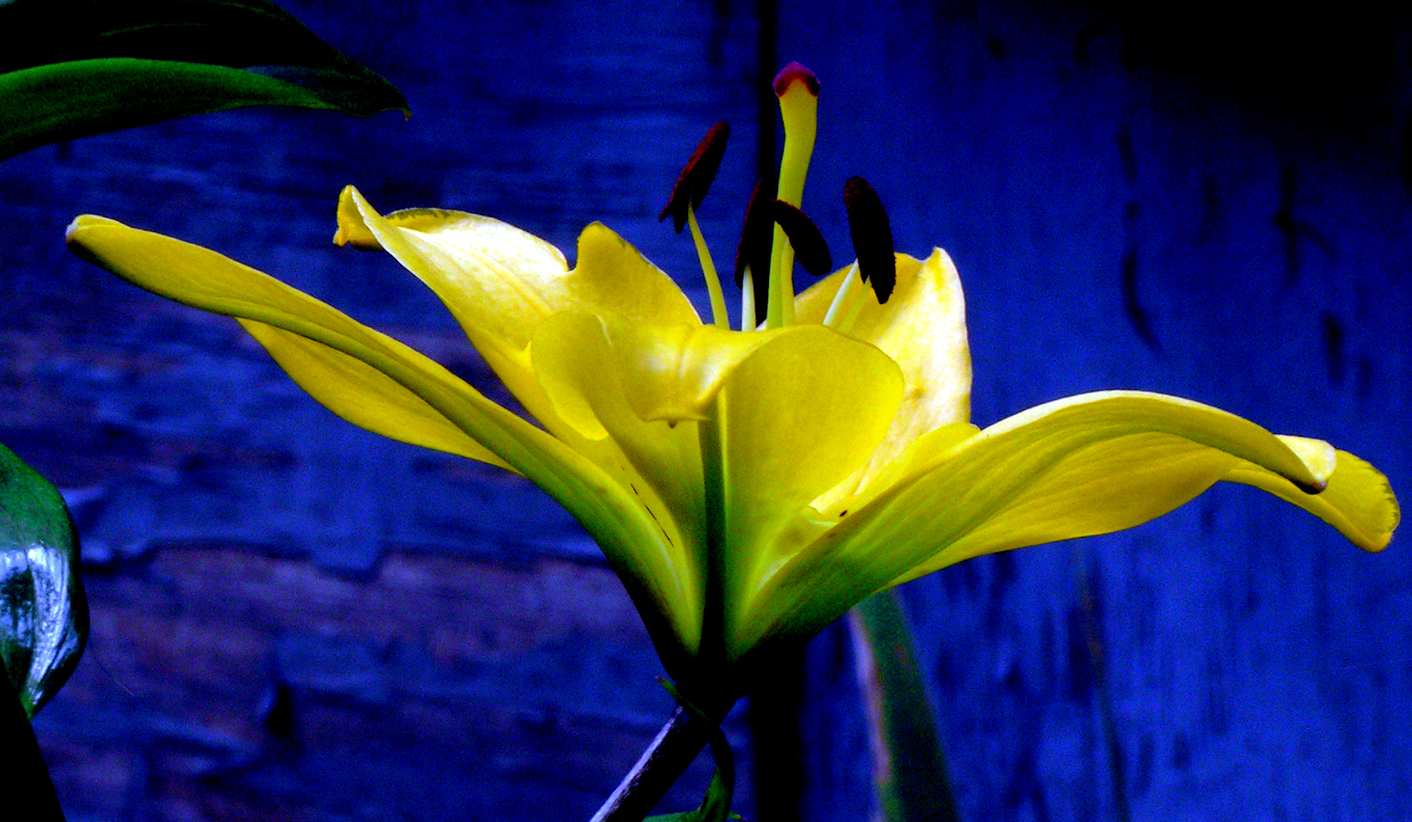 Yellow Oriental Lily